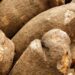 Fiaso Chiefs and Farmers appeal for yam storage facility as harvest season commences