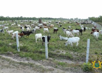 Gov't to Construct Cattle Ranches in Bono East Region to Address Farmers-Herdsmen Conflicts