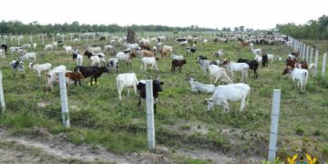 Gov't to Construct Cattle Ranches in Bono East Region to Address Farmers-Herdsmen Conflicts