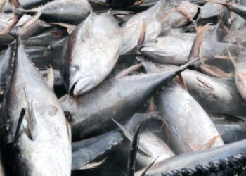 Woman Arrested for Using Embalming Chemicals and Mosquito Spray to Preserve Fishes