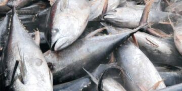 Woman Arrested for Using Embalming Chemicals and Mosquito Spray to Preserve Fishes