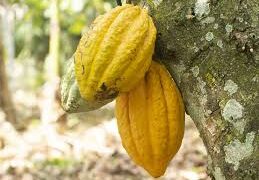 Cocoa farmers threaten nationwide protest over welfare demands