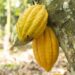 Government to Announce New Cocoa Producer Price Today