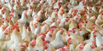 Dormaa, Ghana’s Poultry Hub, Grapples With Egg Glut Crisis