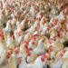 Dormaa, Ghana’s Poultry Hub, Grapples With Egg Glut Crisis