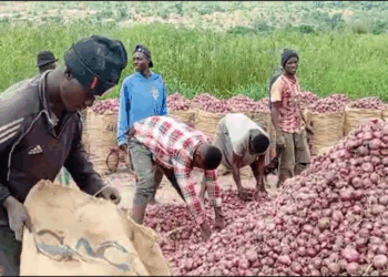 Foreign onion traders gain from cedi appreciation as local sellers count losses