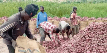 Foreign onion traders gain from cedi appreciation as local sellers count losses