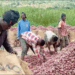 Foreign onion traders gain from cedi appreciation as local sellers count losses