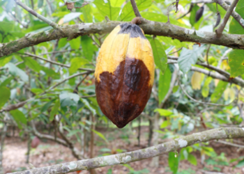 COCOBOD urges cocoa farmers to seek extension advice before buying pesticides