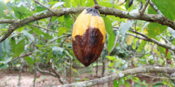 COCOBOD urges cocoa farmers to seek extension advice before buying pesticides