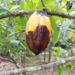 COCOBOD urges cocoa farmers to seek extension advice before buying pesticides