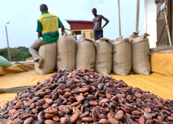 Ghana’s cocoa export earnings surge to $3.9bn in 2025, more than double 2024 level