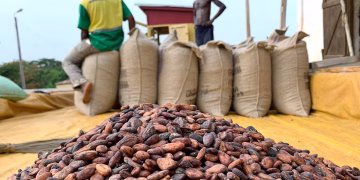 Government increases cocoa producer price to GHS3,625 per bag