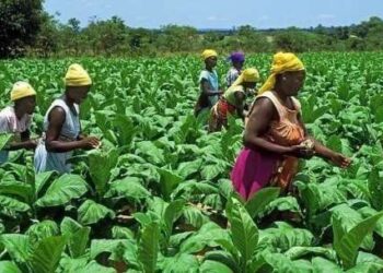 Agric Minister urges youth to venture into farming