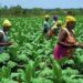 Economist calls for greater investment in Ghana’s agric sector