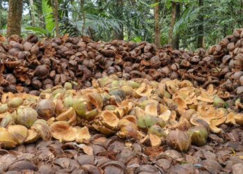 Maleek Basintale to create 2,000 permanent jobs through coconut husk venture