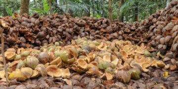 Maleek Basintale to create 2,000 permanent jobs through coconut husk venture