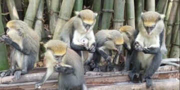Dormaa Assembly seeks investors to boost Duasidan Monkey sanctuary