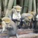 Dormaa Assembly seeks investors to boost Duasidan Monkey sanctuary