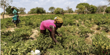 Farmers urge Government to boost Buffer Stock Funding to avert rice glut losses