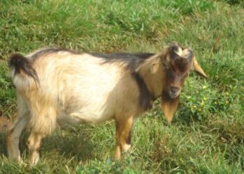 One killed, another arrested for alleged goat and sheep theft at Esaso
