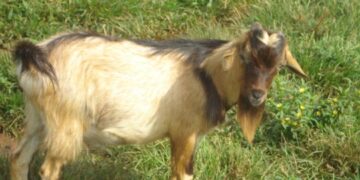 One killed, another arrested for alleged goat and sheep theft at Esaso