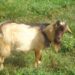 One killed, another arrested for alleged goat and sheep theft at Esaso