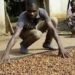 Ivory Coast sets new Cocoa Price ahead of upcoming elections