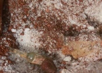 Abesim residents in shock as buried pig and salt discovered at church site