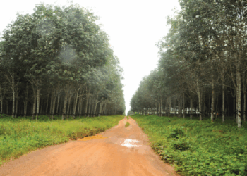 2026 Budget: Government Earmarks GH¢828m for 1,000km of Agricultural Enclave Roads