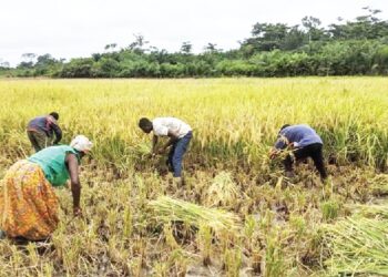 Northern MPs unveil initiative to boost large-scale rice production