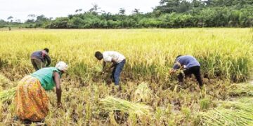 Northern MPs unveil initiative to boost large-scale rice production