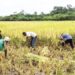 Northern MPs unveil initiative to boost large-scale rice production