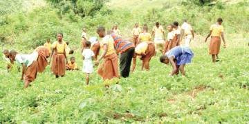 Government launches school farm programme to boost food security and agricultural education