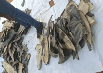 Forestry commission seizes nearly 4,000 dried shark fins at Kotoka Airport