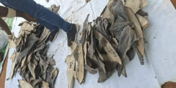 Forestry commission seizes nearly 4,000 dried shark fins at Kotoka Airport