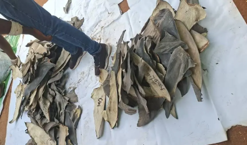 Forestry commission seizes nearly 4,000 dried shark fins at Kotoka Airport