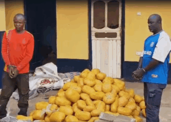 Police intercept bus with 396 suspected cannabis parcels in Yeji