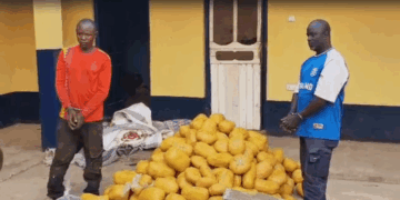 Police intercept bus with 396 suspected cannabis parcels in Yeji