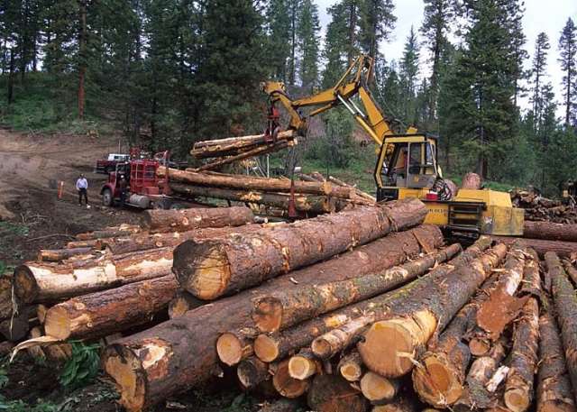 Government inaugurates National Timber Monitoring Team to curb illegal logging