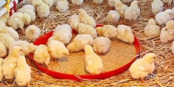 Sekyere East District launches ‘Nkoko Nketenkete’ initiative