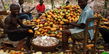 COCOBOD dismisses claims of owing Licensed Buying Companies (LBCs)
