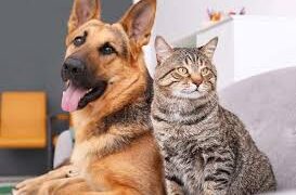 ICS calls for ban on consumption of cats and dogs in Ghana