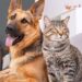 ICS calls for ban on consumption of cats and dogs in Ghana