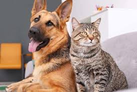 ICS calls for ban on consumption of cats and dogs in Ghana