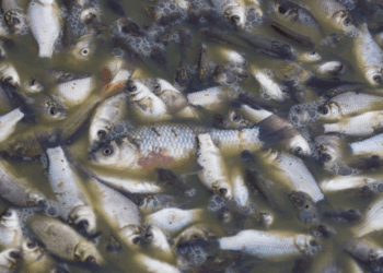  Mass fish mortality recorded at Tema Shipyard; Authorities launch investigation