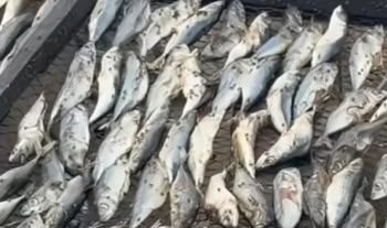 FDA confiscates fish processed under unhygienic conditions after viral video