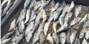 FDA confiscates fish processed under unhygienic conditions after viral video