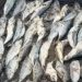 FDA confiscates fish processed under unhygienic conditions after viral video