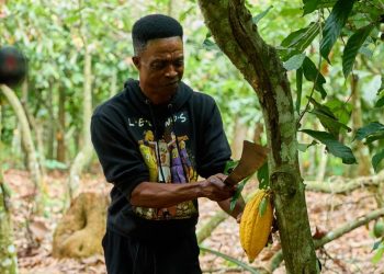 When Cocoa prices fall, farmers shouldn’t have to bear the cost
